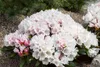 Rhododendron yakushimanum 'Edelweiß', weiß, 40–50 cm Produktbild-Vorschau 1
