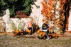Falk 260C, 1 rok / roky, 6 koleso/kolesá, Plast, Oceľ, Náhľad obrázku produktu 14