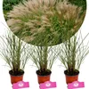 Three potted ornamental grasses are displayed against a white background, with a larger, blurred image of similar grasses in the background. Náhľad obrázku produktu