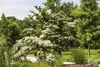 Cornus kousa 'Wieting's Select', Japanischer Produktbild-Vorschau 3
