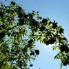 Branches of a plant with dark berries against a bright blue sky. Produktbild-Vorschau