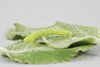 Raupenleim grün (500 g) |  Pflanzenschutz von Schacht Produktbild-Vorschau 5