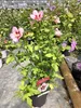 Hibiscus syriacus 'Hamabo' - Garteneibisch 40-60 cm Produktbild-Vorschau 2