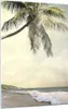 Bilder auf glas - Einteilig - Palme Strand Insel - 50x70cm Produktbild-Vorschau 1