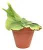 Gardners Platycerium superbum, priemer 12-14 cm Náhľad obrázku produktu 1