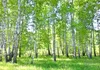 Włóknina tapeta las 416x254 cm w tym wklejanie ściany Podgląd zdjęcia produktu 1