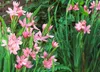Bloomique - 3er Set - Schizostylis Coccinea - Spaltgriffel Produktbild-Vorschau 2