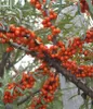 Rokitnik Aromatnaja żeński 2L Podgląd zdjęcia produktu 1