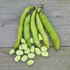 Saubohnensamen - Aguadulce-Sorte Produktbild-Vorschau 3