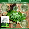 Moringa Blattpulver Softgels Kapseln  6000mg Hochdosiert Produktbild-Vorschau 8