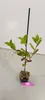 Sada 4 čiernych bobúľ arónie – Aronia prunifolia „Nero“ – Náhľad obrázku produktu 2
