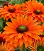 BALDUR Garten 2x Echinacea 'SunSeekers® Mineola', Knollen Produktbild-Vorschau 2