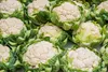 SAFLAX - BIO - Květák - Sněhová koule - Brassica oleracea Náhled obrázku produktu 9