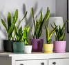 A collection of snake plants in colorful pots arranged on a white shelf. Produktbild-Vorschau