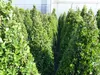 2 Stück Ilex crenata Caroline Upright Pyramide 130 - 150 cm Produktbild-Vorschau 9