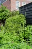Hoogeveen Fargesia Rufa - 60 cm, Ø19 cm Voir les images du produit 10