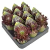 Aeonium arboreum atropurpureum - Plante grasse en rosette - Voir les images du produit 3