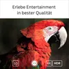 Android TV Stick GD1 4K HDR Streaming Player HDMI WLAN Box Produktbild-Vorschau 5
