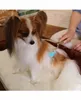 Super Massagegerät für die aktive Langlebigkeit von Hunden Produktbild-Vorschau 6