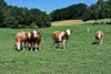 Cows grazing in a green field with trees in the background. Produktbild-Vorschau