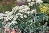 Crambe maritima, Meerkohl, essbar, ca. 11x11 cm Topf Produktbild-Vorschau 3