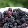 Brombeere - 3er-Set - Rubus Thornless - Höhe 25-40cm - ⌀9cm Produktbild-Vorschau 3