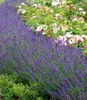 BALDUR Garten 3x Winterharter Lavendel Blue Jeans, Pflanzen Produktbild-Vorschau 3