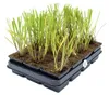 6 Pflanzen Ruten-Hirse 'Northwind', Panicum virgatum, P9 Produktbild-Vorschau 4