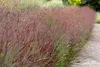 Stauden Gänge 5 x Panicum virgatum 'Shenandoah' im 1 Liter Produktbild-Vorschau 4