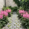 Stauden Gänge 1 x Astilbe arendsii 'Astary Rose' im 0,5 Produktbild-Vorschau 2