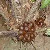 Salak (Salacca zalacca)  – 1 naklíčené semeno Náhled obrázku produktu 1