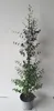 Eucalyptus gunii, Zylinder-Eukalyptus, Höhe inklusive Topf: Produktbild-Vorschau 1