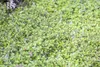 Thymus vulgaris, Echter Thymian, aromatisch, ca. 9x9 cm Produktbild-Vorschau 8