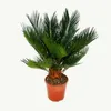 Cycas revoluta – japonská palmovitá kapradina s cibulkou – Náhled obrázku produktu 1
