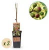 Ficus carica "Little Miss Figgy" - Figue à fruits rouges - Voir les images du produit 1