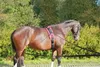 A brown horse wearing a pink and black training harness stands in an outdoor setting with trees and bushes in the background. Produktbild-Vorschau