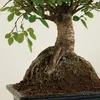 Bloomique - Bonsai Zelkova - Kugelform - Bonsai-Baum - Produktbild-Vorschau 4