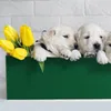Alkor 3680003 Möbelklebefolie, Samt-Effekt grün, 45 cm x 1 Produktbild-Vorschau 3