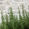 Bloomique - 3er Set - Rosmarinus Officinalis - Produktbild-Vorschau 6
