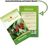 Erdbeerspinat  Samen - Chenopodium foliosum - Produktbild-Vorschau 3