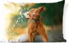 MuchoWow® Outdoor Kissen - Nass - Hund - Wasser - 50x30 cm Produktbild-Vorschau 1