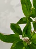 Malus domestica 'Emerald Flame' Säulenapfelbaum, 1,5 Liter Produktbild-Vorschau 3