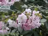 Frühe Zierkirsche Accolade - Prunus Accolade 60-100cm Produktbild-Vorschau 2
