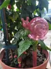 Wasserspender Blumentopf Nessa 2er-Set Produktbild-Vorschau 4