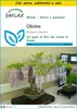 SAFLAX Insieme di coltivazione - Glicine - 4 semi - Anteprima dell’immagine prodotto 1