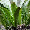 Asplenium scolopendrium kapradina jelení 24 rostlin Ø 9 cm Náhled obrázku produktu 3