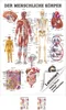 Der menschliche Körper Mini-Poster Anatomie 34x24 cm Produktbild-Vorschau 1