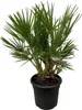 Trendyplants - Chamaerops Humilis Strauch - Höhe 90-110 cm Produktbild-Vorschau 1
