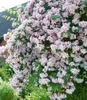 BALDUR Garten 1x Rosa Perlmuttstrauch, Pflanze im 9x9 Produktbild-Vorschau 1