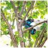 Makita DUC101Z, 10 cm, 8 m/s, Schwarz, Blau, 0,055 l, Akku, Produktbild-Vorschau 30